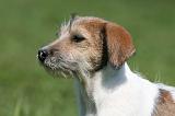 JACK RUSSEL 127